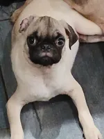 Elmer , a male Pug for sale in Houston, TX – 2 of 2