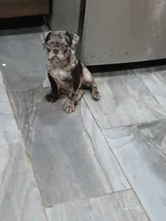 Polo , a male Pug for sale in Houston, TX – 2 of 9