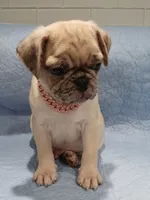Max , a male Pug for sale in Houston, TX – 4 of 5