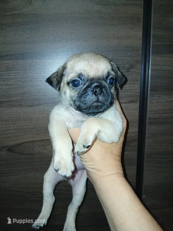 Carlos  – Pug puppy for sale in Houston, TX