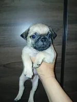 Carlos , a male Pug for sale in Houston, TX – 1 of 2