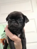 Doug , a male Pug for sale in Houston, TX – 2 of 3