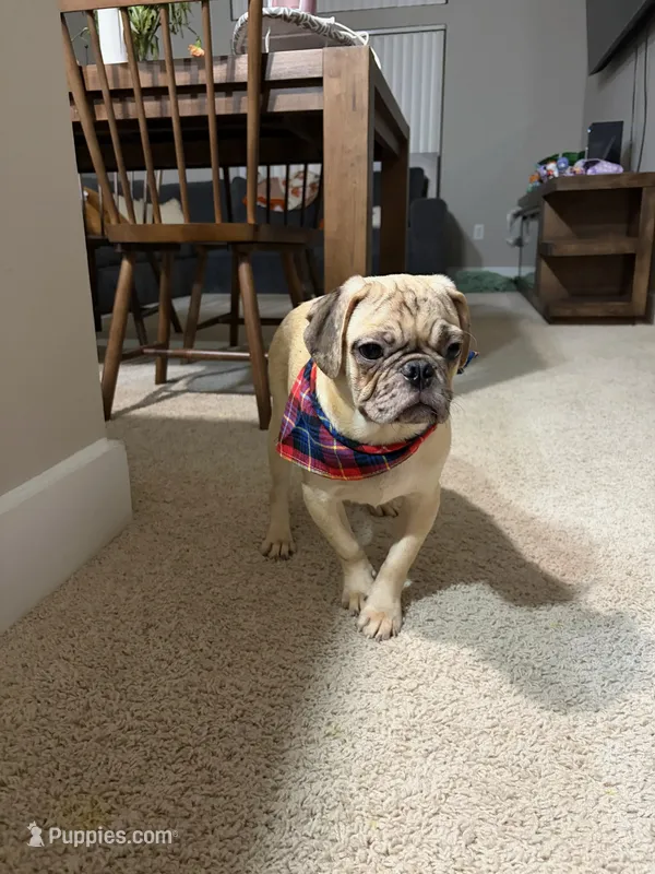 Max  – Pug puppy for sale in Houston, TX