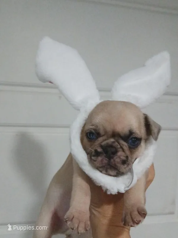 Bruce  – Pug puppy for sale in Houston, TX