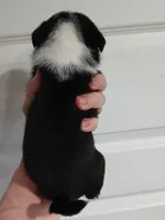 Panda , a male Pug for sale in Houston, TX – 2 of 2