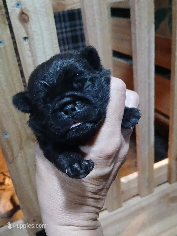 Bruce  – Pug puppy for sale in Houston, TX