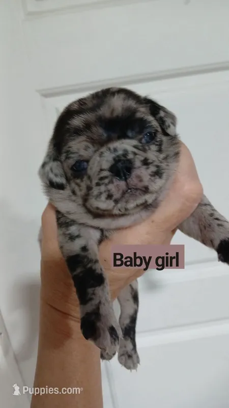 Bella  – Pug puppy for sale in Houston, TX