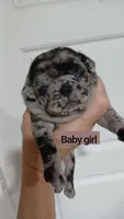Bella , a female Pug for sale in Houston, TX – 1 of 1