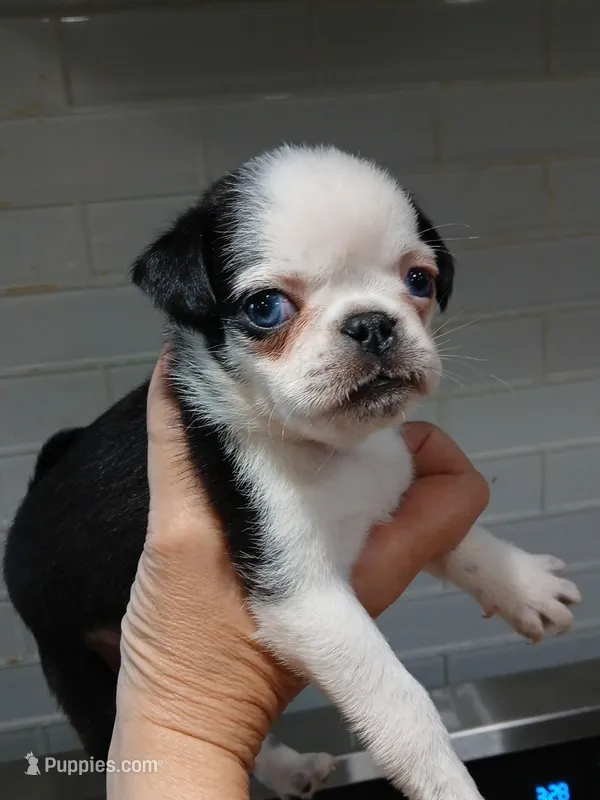 Bruce  – Pug puppy for sale in Houston, TX