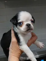 Bruce , a male Pug for sale in Houston, TX – 1 of 1