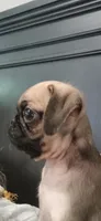 Charlie , a male Pug for sale in Houston, TX – 3 of 3