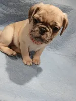 Max , a male Pug for sale in Houston, TX – 2 of 5