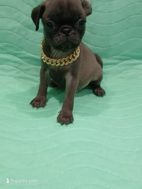 Blue – Pug puppy for sale in Houston, TX