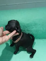 Betty , a female Pug for sale in Houston, TX – 1 of 2