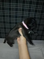 Beauty , a female Pug for sale in Houston, TX – Photo 2 of 2