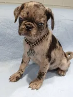 Rex, a male Pug for sale in Houston, TX – 3 of 5