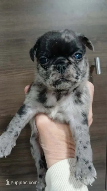 King – Pug puppy for sale in Houston, TX