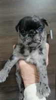 King, a male Pug for sale in Houston, TX – 1 of 2