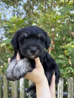 Kobe, a male Miniature Schnauzer for sale in Corpus Christi, TX – Photo 2 of 3