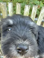 Kobe, a male Miniature Schnauzer for sale in Corpus Christi, TX – Photo 3 of 3