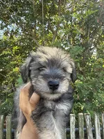 Yoshi, a male Miniature Schnauzer for sale in Corpus Christi, TX – Photo 3 of 3
