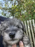 Yoshi, a male Miniature Schnauzer for sale in Corpus Christi, TX – Photo 2 of 3
