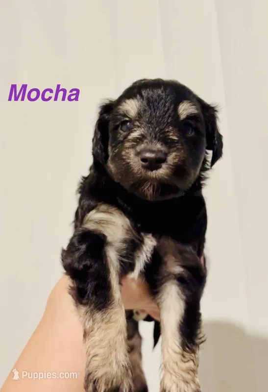 Mocha