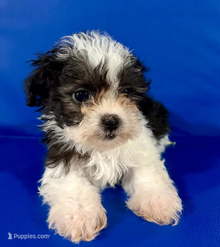Princess – Shihpoo puppy for sale in Hobart, IN