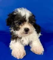 Princess, a female Shihpoo for sale in Hobart, IN – 1 of 3