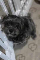 Midnight, a male Shihpoo for sale in Hobart, IN – 2 of 5
