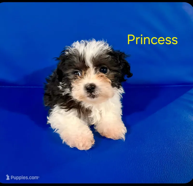 Princess – Shihpoo puppy for sale in Hobart, IN