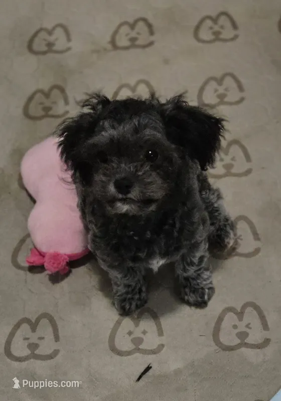 Midnight – Shihpoo puppy for sale in Hobart, IN