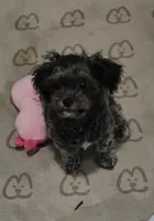 Midnight, a male Shihpoo for sale in Hobart, IN – 1 of 5