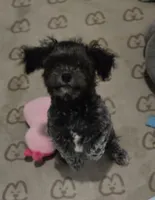 Midnight, a male Shihpoo for sale in Hobart, IN – 4 of 5