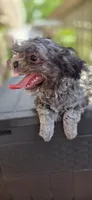 Midnight, a male Shihpoo for sale in Hobart, IN – 2 of 6