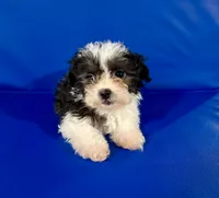 Princess, a female Shihpoo for sale in Hobart, IN – 2 of 3