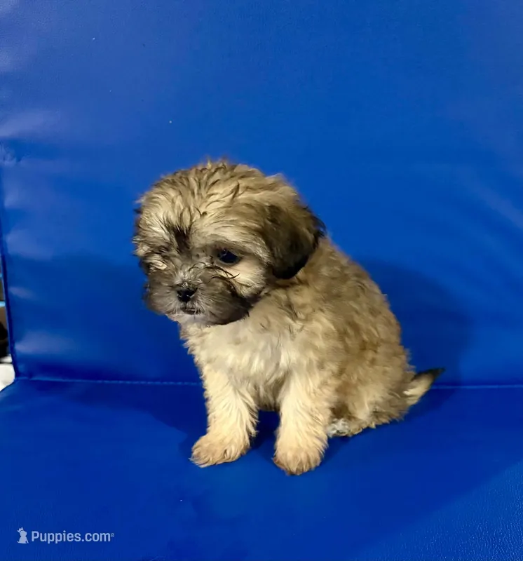 Bubba – Shihpoo puppy for sale in Hobart, IN