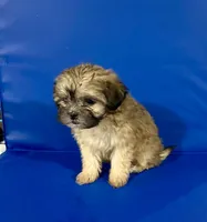 Bubba, a male Shihpoo for sale in Hobart, IN – 1 of 3