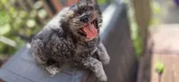 Midnight, a male Shihpoo for sale in Hobart, IN – 5 of 6