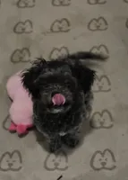 Midnight, a male Shihpoo for sale in Hobart, IN – 3 of 5