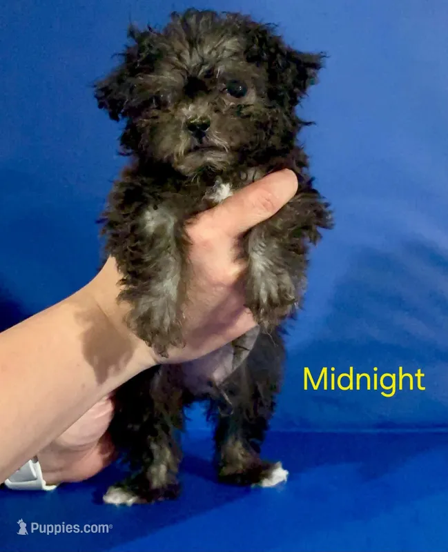 Midnight – Shihpoo puppy for sale in Hobart, IN