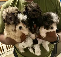 Bubba, a male Shihpoo for sale in Hobart, IN – 3 of 3