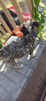 Midnight, a male Shihpoo for sale in Hobart, IN – 3 of 6