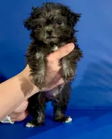 Midnight , a male Shihpoo for sale in Hobart, IN – 3 of 3