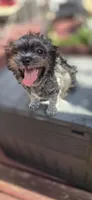 Midnight, a male Shihpoo for sale in Hobart, IN – 4 of 6
