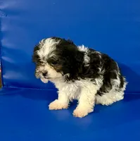 Tre, a male Shihpoo for sale in Hobart, IN – 3 of 3