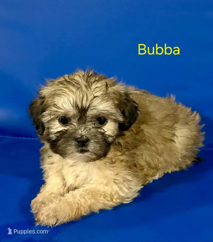Bubba – Shihpoo puppy for sale in Hobart, IN