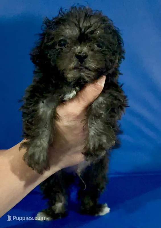 Midnight  – Shihpoo puppy for sale in Hobart, IN