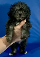 Midnight , a male Shihpoo for sale in Hobart, IN – 1 of 3