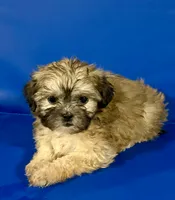 Bubba, a male Shihpoo for sale in Hobart, IN – 2 of 3